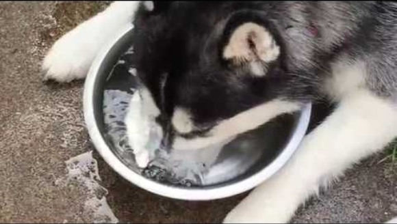 Ce face un husky, când dă de un bol cu apă și nu îi este sete? Devine vedetă pe internet – VIDEO