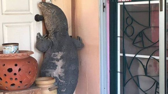 Când te trezești cu o șopârlă-monstru la ușa casei – VIDEO