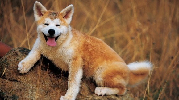 10 cele mai fericite animale din lume. Bonus: 10 citate de 10 despre fericire– FOTO