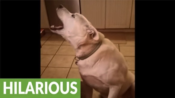 Câinele Charlie are o voce ciudată, un pic cam... demonică – VIDEO