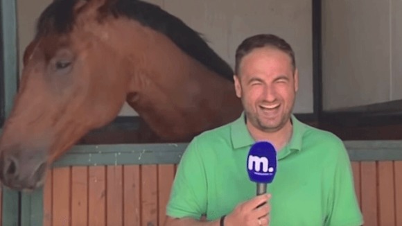 Calul mult prea prietenos nu lasă reporterul să își facă treaba – VIDEO