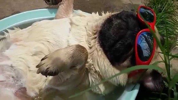 Căţelul “sforăitor” trage un pui de somn în piscina lui preferată – VIDEO