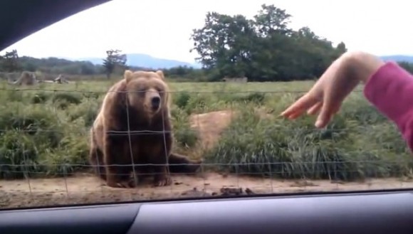 I-a făcut cu mâna unui urs dintr-o rezervație naturală. Reacția lui? A stârnit hohote de râs – VIDEO
