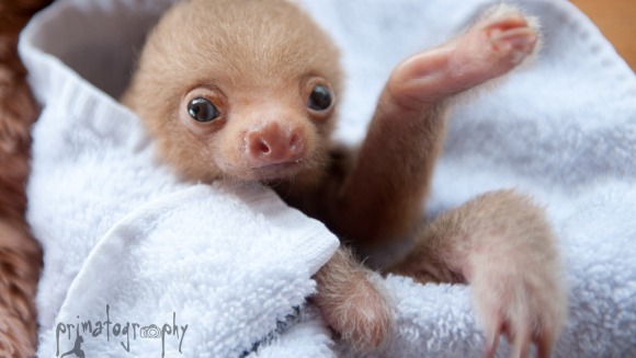 Fotografiile adorabile cu leneși rămași orfani îți vor topi inima - Galerie foto