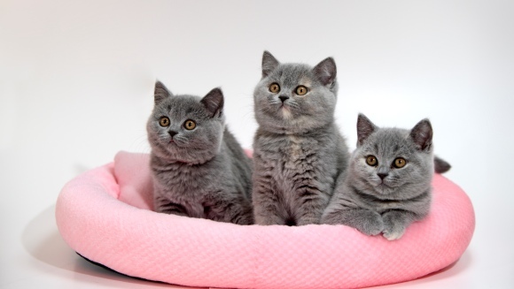 Top 20: cele mai adorabile pisicuțe din lume - Galerie Foto
