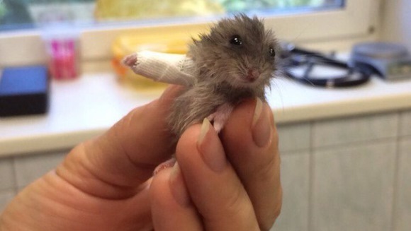 Hamsterul cu mânuţa ruptă a topit inimile tuturor internauţilor - Galerie foto