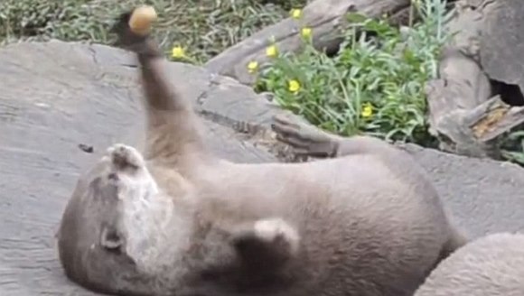 Vidra maestră a jongleriilor cu pietre – Funny Video