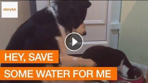 Când câinele nu vrea să împartă apa cu sora-pisică – VIDEO