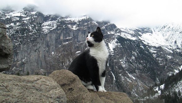 O pisică a condus un bărbat care se rătăcise pe un munte, arătându-i drumul cel bun