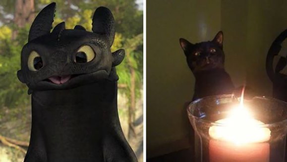 Tootless deghizat: Cele mai adorabile 10 pisici negre fără… guriţă - Galerie Foto