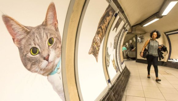 Într-o staţie de metrou din Londra, reclamele au fost înlocuite cu poze cu… pisici - Galerie foto