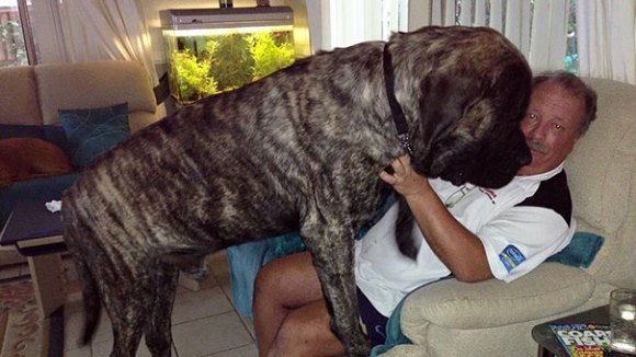 Cel mai mare câine din Australia îşi sufocă tăticul cu peste 110 km de dragoste, zilnic  - Galerie Foto