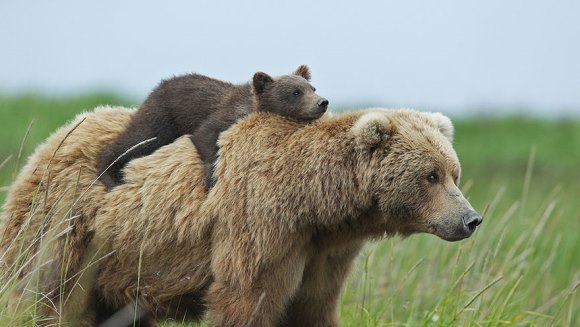 Cele mai responsabile mămici ursoaice: îşi învaţă puiuţii tainele supravieţuirii - Galerie Foto