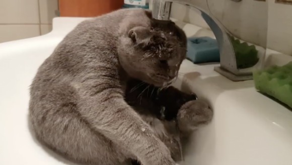 Clipul săptămânii: o pisică îşi face duş în… chiuvetă – VIDEO viral