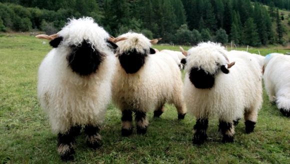 Blacknose Valais, cele mai ciudate oi din lume: superbe sau înfricoşătoare? - Galerie Foto