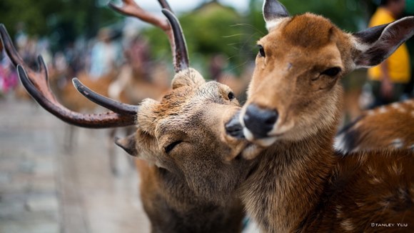 Love is the air: 14 cupluri care ne demonstrează că dragostea este superbă şi în regatul animalelor - Galerie foto