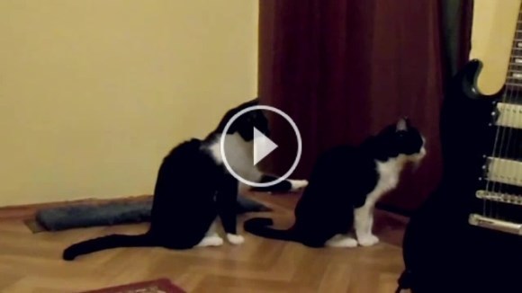 Alertă de clip amuzant: o pisică îşi cere scuze! Sau, cel puţin, aşa pare…  VIDEO