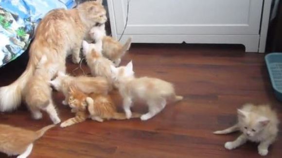 Reacţia ilară a puilor de pisicuţă, după ce mămica lor a ratat o săritură – VIDEO