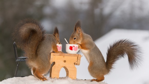 Cum au petrecut veveriţele sălbatice Ziua Îndrăgostiţilor - Galerie foto şi VIDEO