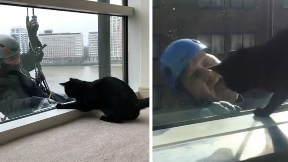 Pisica versus spălătorii de geamuri – VIDEO