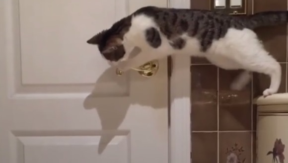 Prietenul la nevoie se cunoaşte: o pisică deschide uşa pentru prietena ei – VIDEO