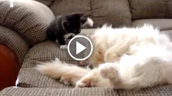 O pisicuţă neastâmpărată iubeşte să îşi necăjească prietena somnoroasă – VIDEO