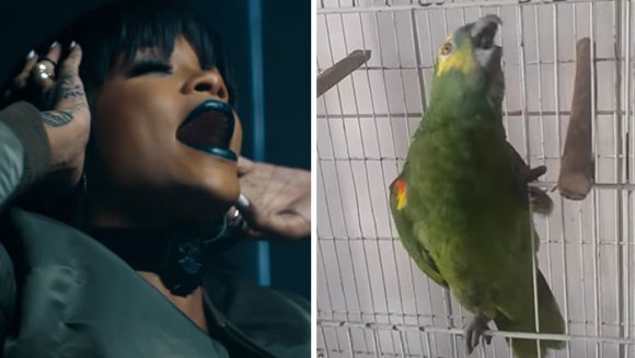 Viralul săptămânii - Mai ceva decat Rihanna: papagalul care o imită perfect pe cântăreaţă a devenit vedetă – VIDEO