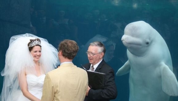 O beluga a fost martoră la o nuntă, iar imaginea a devenit virală. Internauţii au creat cele mai tari meme-uri (Galerie foto)