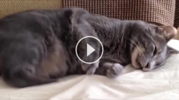 La ce visează pisicile? Clipul care încearcă să răspundă la întrebarea care ne macină de secole – VIDEO