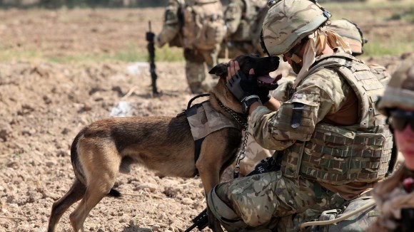 Viaţa câinilor militari, în fotografii care ne vor zgudui inima - Galerie foto