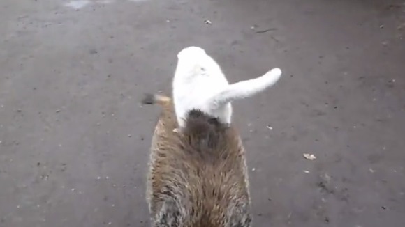 O pisică se plimbă pe… ce n***a e asta?!