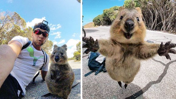 S-a întâlnit cu cel mai prietenos quokka din lume. Animăluţul nu l-a lăsat să plece până nu au făcut poze împreună - Galerie foto