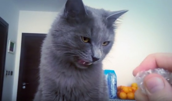 Reacţia pisicii, când aude fâşâitul unei pungi, este cel puţin ciudată – VIDEO