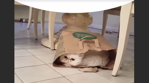 Cum să prinzi o pisică – VIDEO