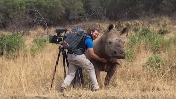 Un rinocer sălbatic s-a apropiat de cameraman şi l-a pus să-l scarpine pe burtă – VIDEO