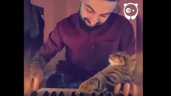 Cel mai sensibil motan din Turcia. A cucerit inima internauţilor cu dragostea lui pentru muzică – VIDEO