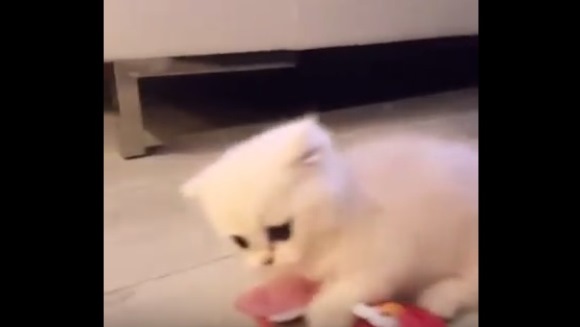 Pisicuţa aceasta pur şi simplu nu vrea să renunţe la jucăria ei – VIDEO
