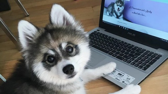 Norman – Pomeranianul-husky ce pare de jucărie - Galerie foto