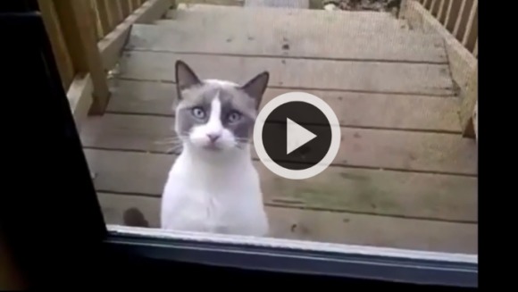 Clipul care a înnebunit o lume întreagă. O pisică „vorbeşte” franceză – VIDEO