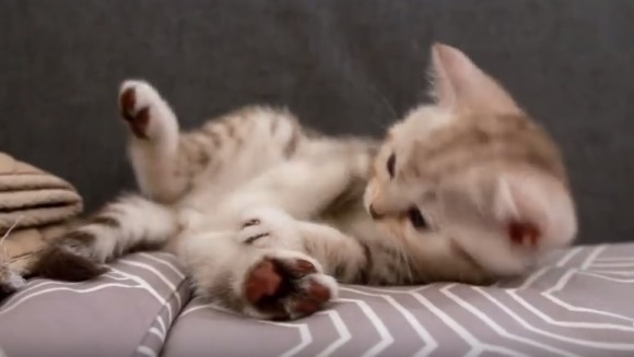 Pisicuţa şi-a văzut coada pentru prima dată – VIDEO