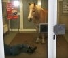 Un petrecaret si-a parcat calul intr-o banca