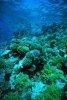 Studiul genetic al coralilor si rezultatele sale uimitoare