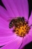 Albinele prefera culoarea purpurie