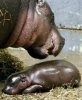 Aldo, hipopotamul pigmeu