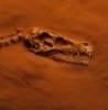 Cel mai complet schelet de dinozaur gasit vreodata