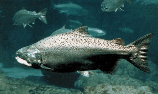 Pescuitul de somon, interzis in 3 state din SUA