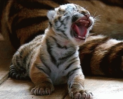 Doi pui de tigru dintr-o rasa rara s-au nascut la Chessington