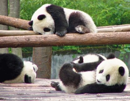 Zoo Edinburgh imprumuta ursi panda din China