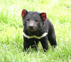 Diavolul tasmanian va fi inclus pe lista speciilor de cale de disparitie