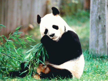 Zoo Beijing a luat masuri pentru a inveseli animalele